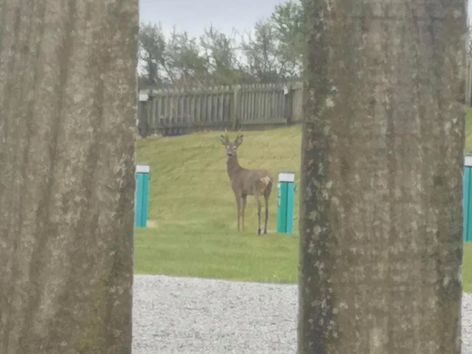 Deer walking through the campsite