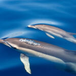 Dolphins in St Ives