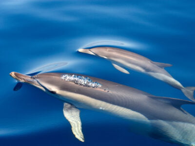 Dolphins in St Ives