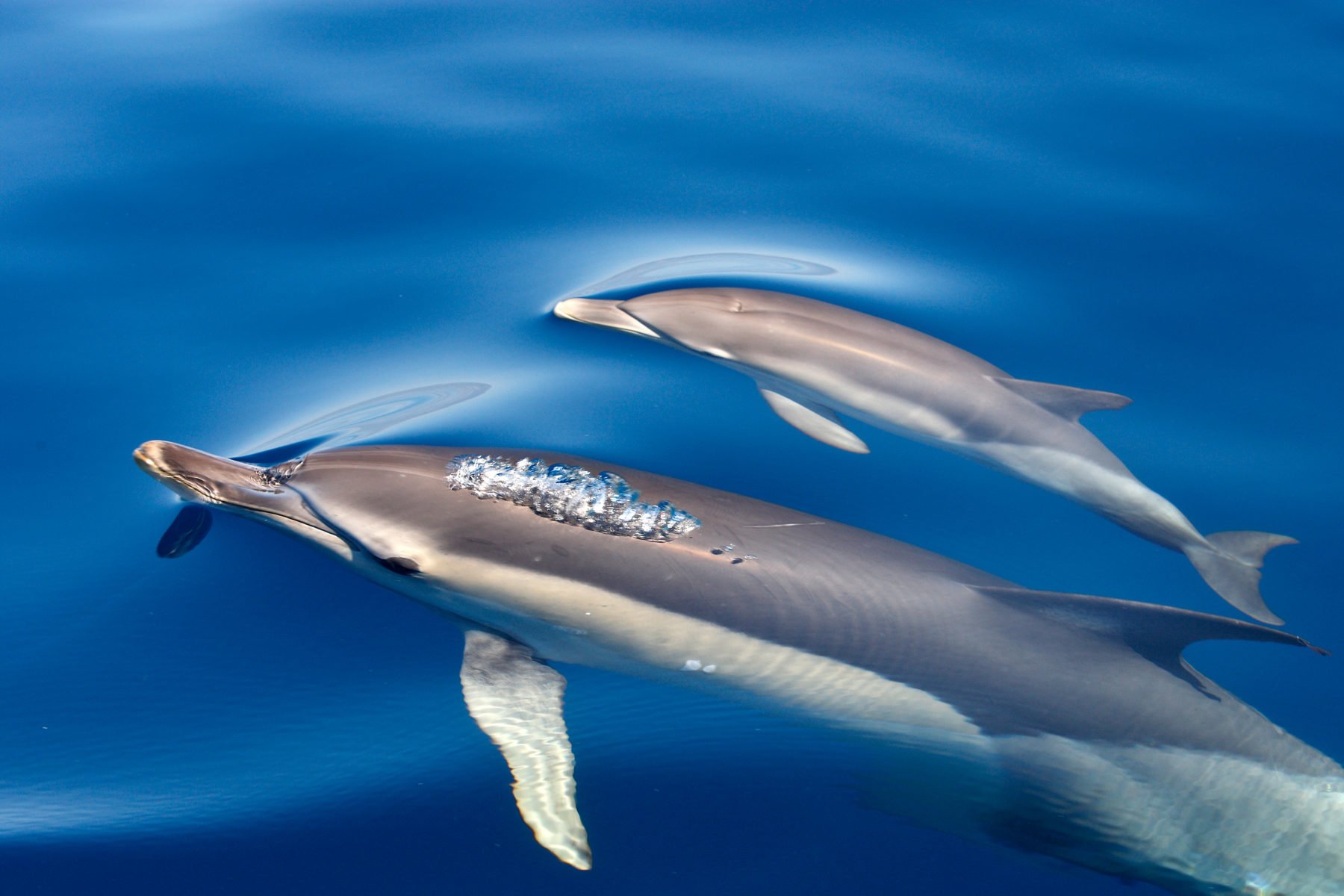 Dolphins in St Ives