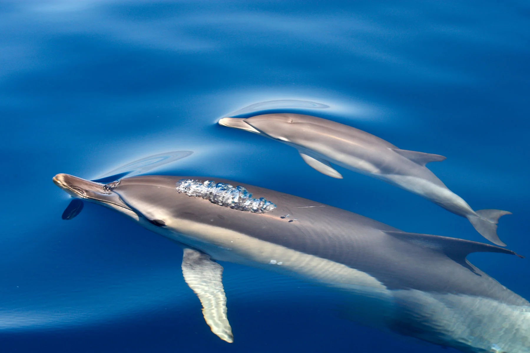 Dolphins in St Ives