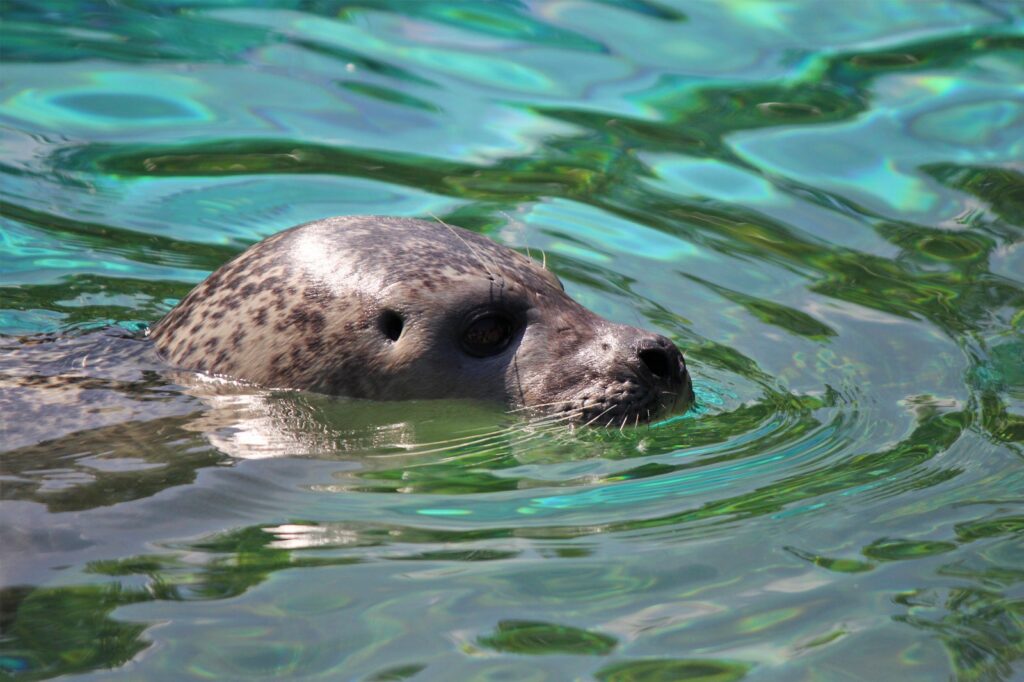 Seal in the sea