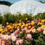 Couple walking next to brightly coloured flowers with the Eden biomes in the background