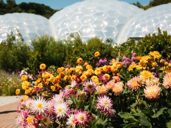 Couple walking next to brightly coloured flowers with the Eden biomes in the background
