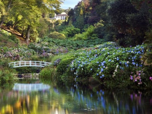 Bright colourful plants surrounding mallard pond with a small white bridge crossing the water